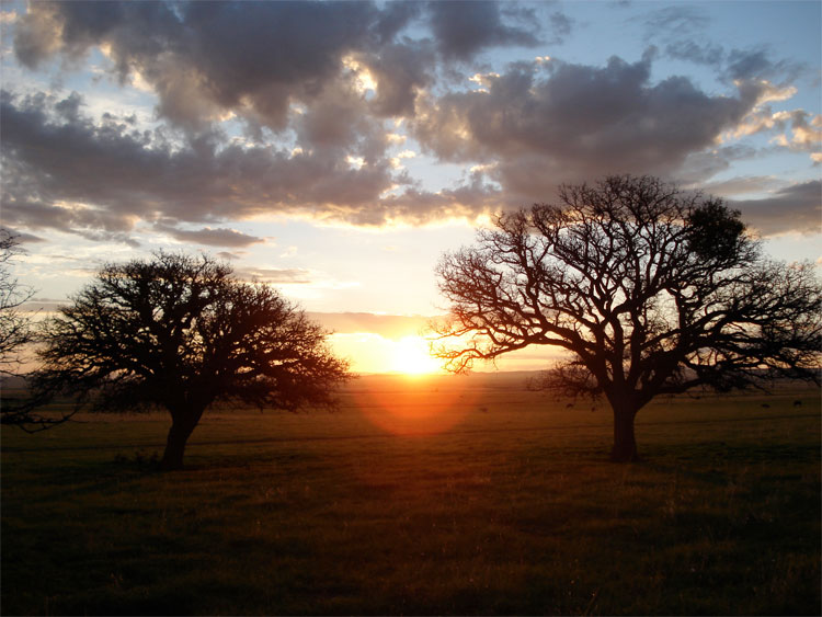 Silent Light (Reygadas, 2007)